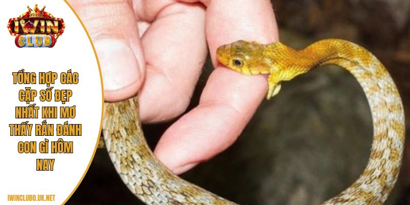 Tổng hợp các cặp số đẹp nhất khi mơ thấy rắn đánh con gì hôm nay