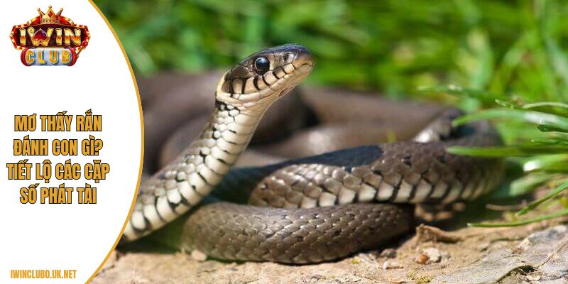mơ thấy rắn đánh con gì